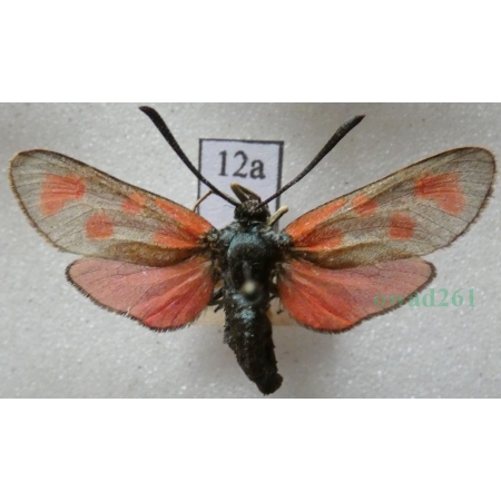 Zygaena loti (Denis & Schiffermüller, 1775) Kraśnik rogalik Deutschland12a